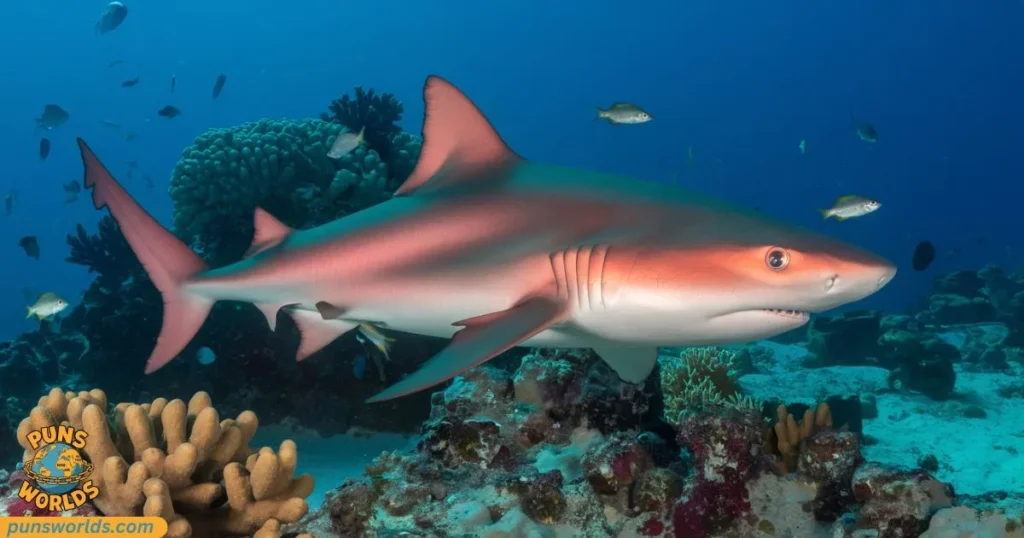  A reddish shark.