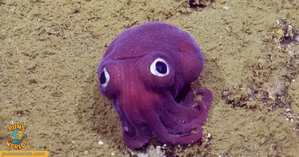 octopus’s favorite gag