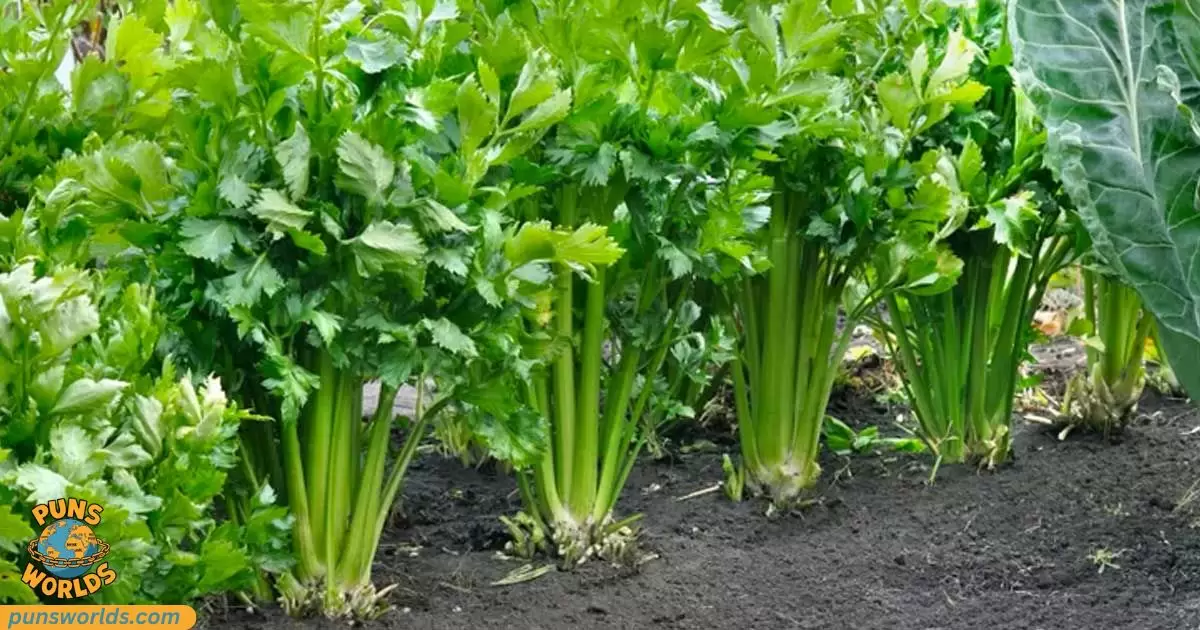 Celery