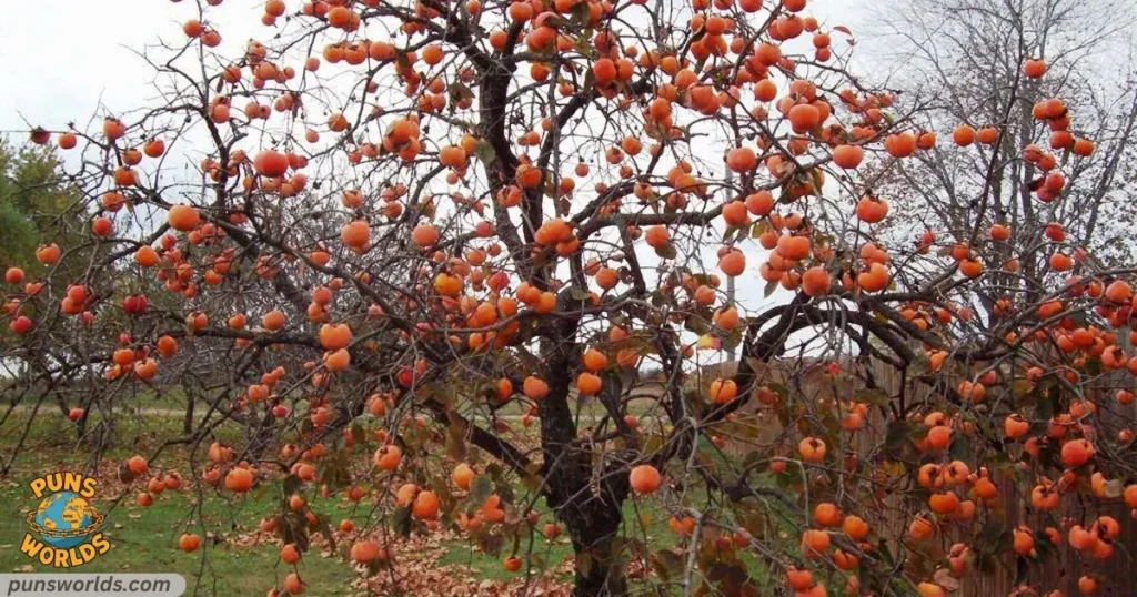 persimmons this autumn