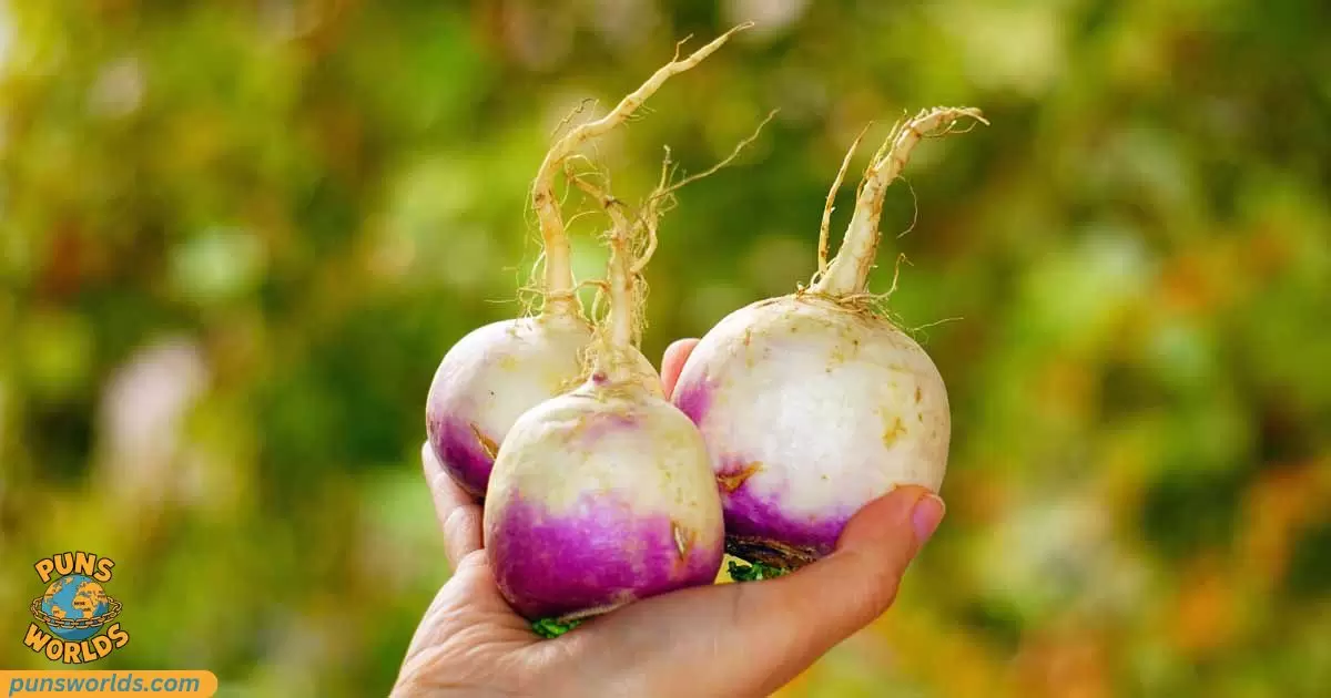 Turnip Puns