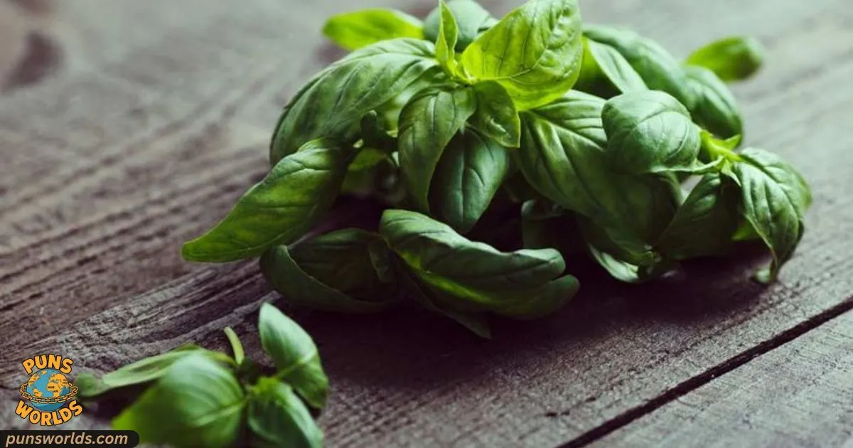 Basil Jokes