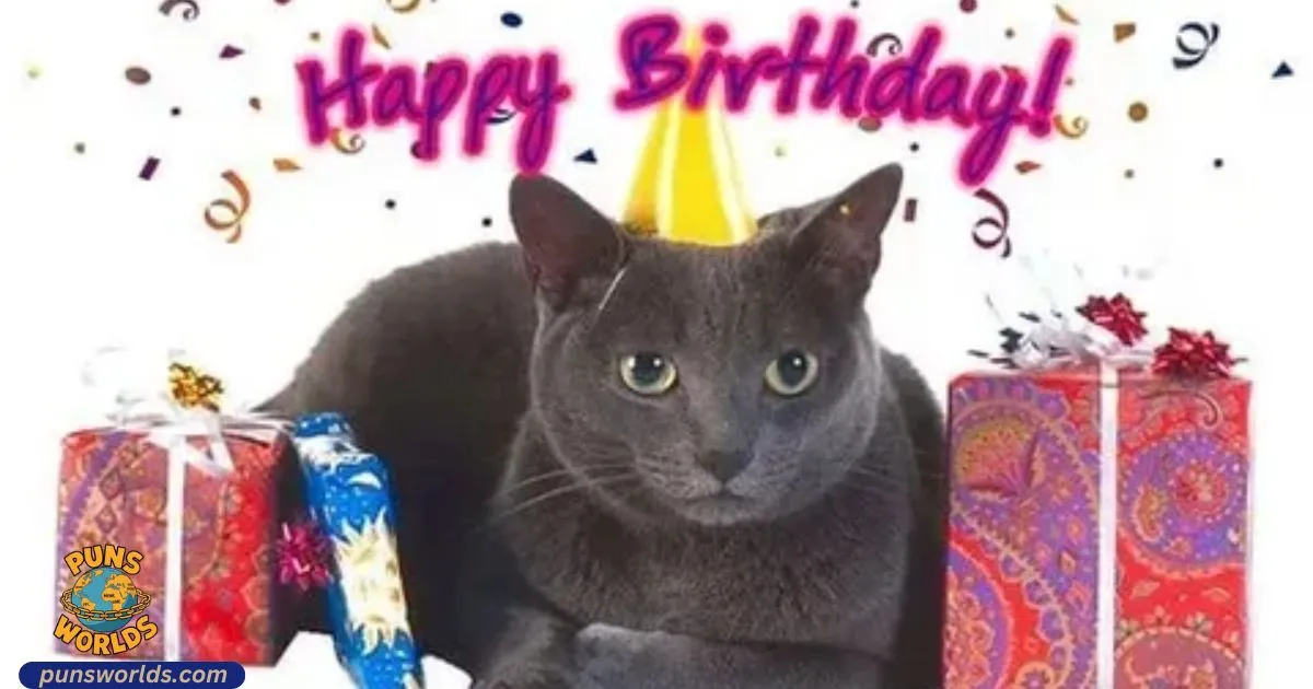 Cat Birthday