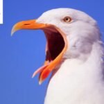 Bird Puns