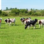 Cow Puns