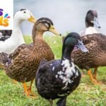 Duck Puns