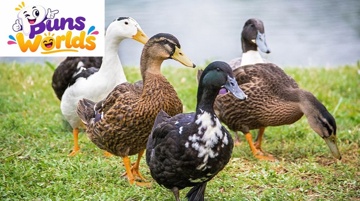 Duck Puns