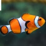 Fish Puns