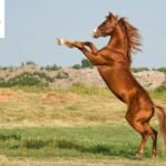 Horse Puns