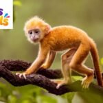 Monkey Puns