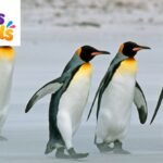 Penguin Puns