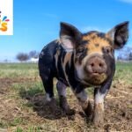 pig-puns